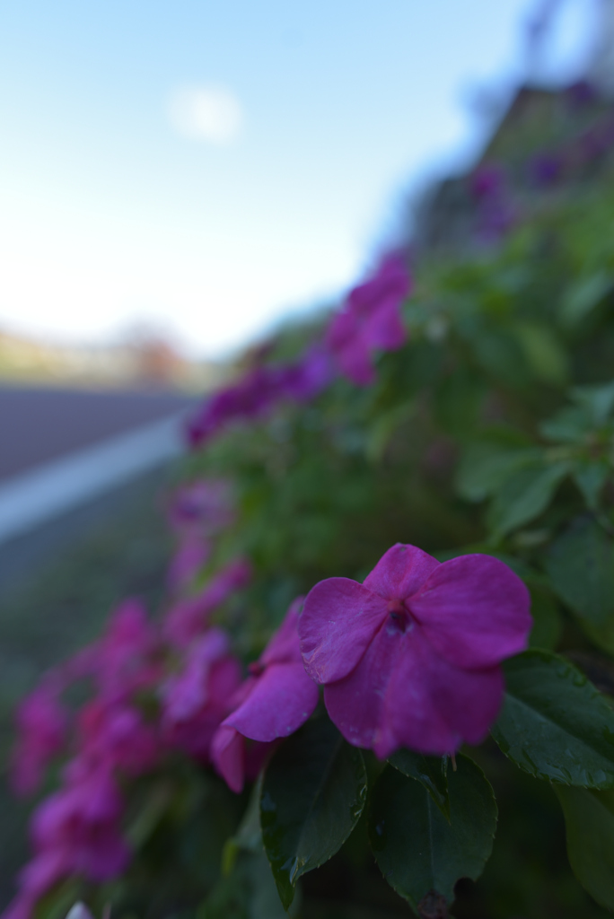 路傍の花 