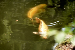 19年5月姫路城の北の堀9