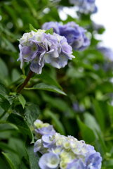 寒し紫陽花