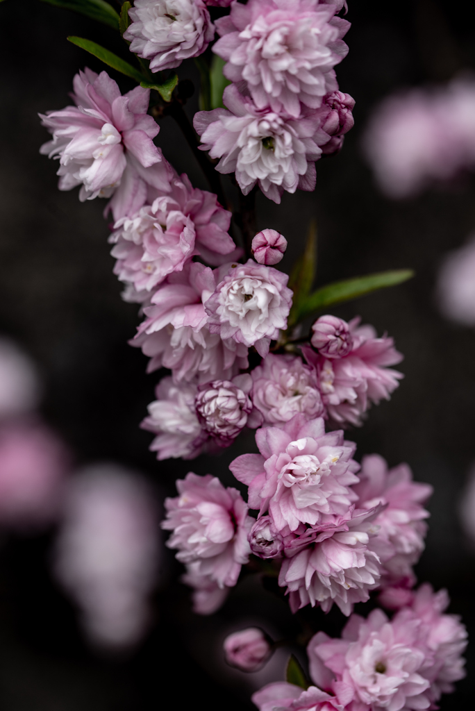 桃花のタンゴ