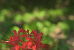 黒ます華