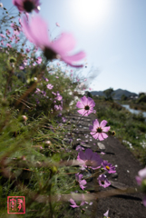秋の川原