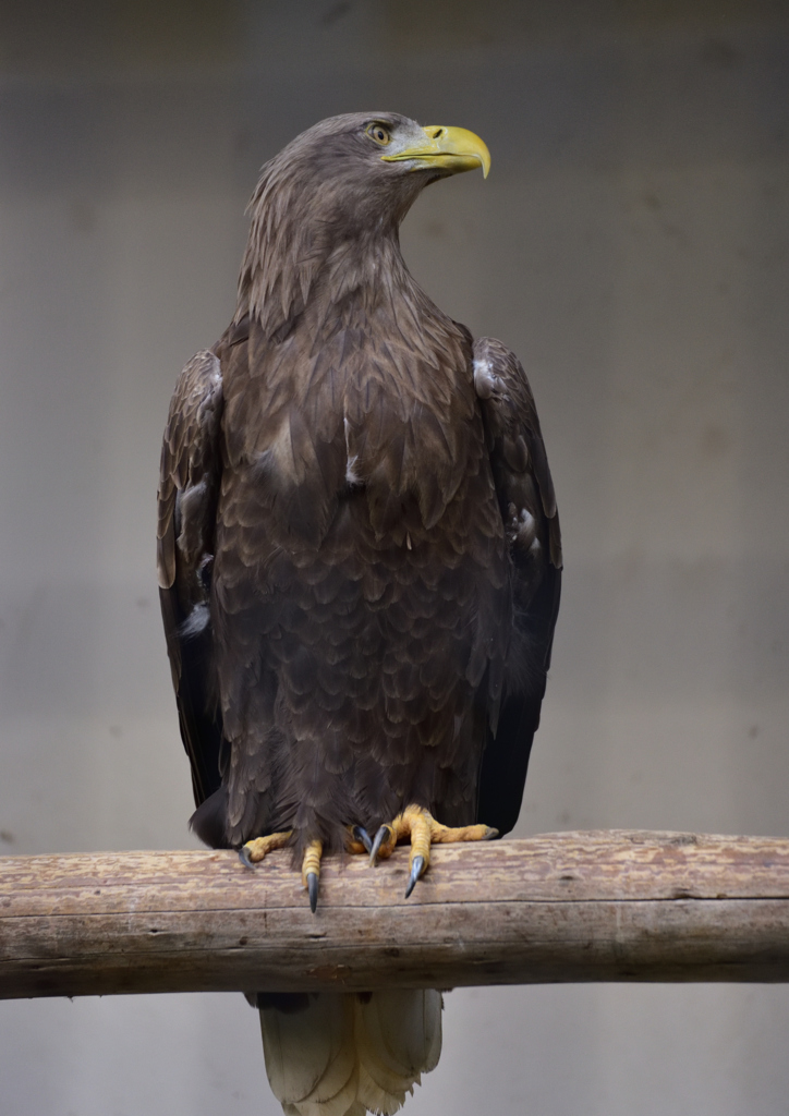 16年5月　ワシだよワシ