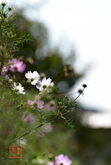 秋の桜 その七 (’21.10)