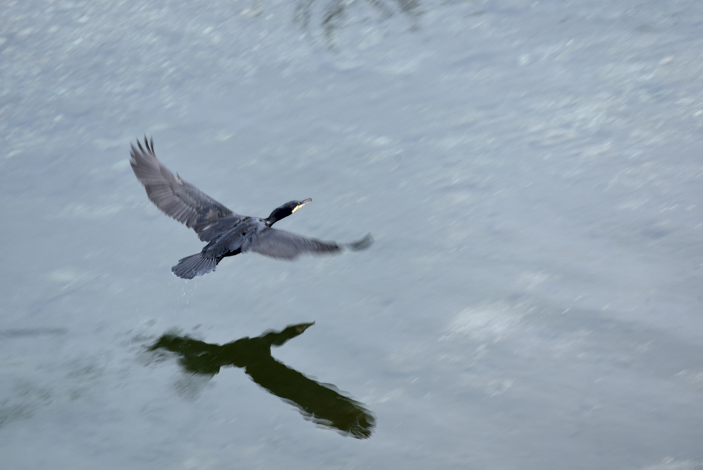 Flying above water