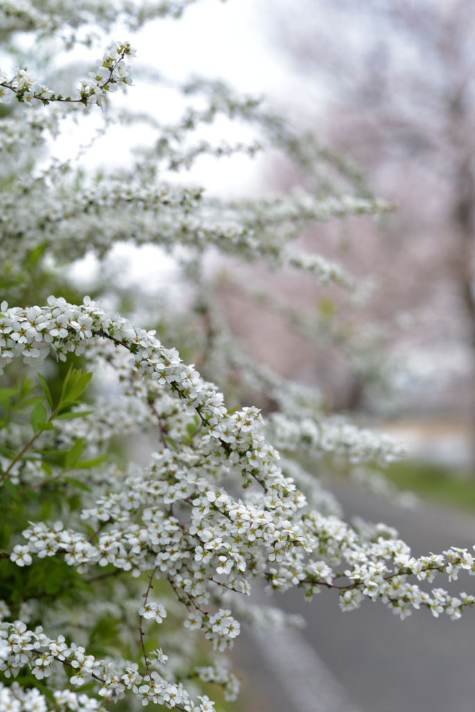 春雪花