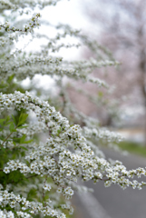 春雪花