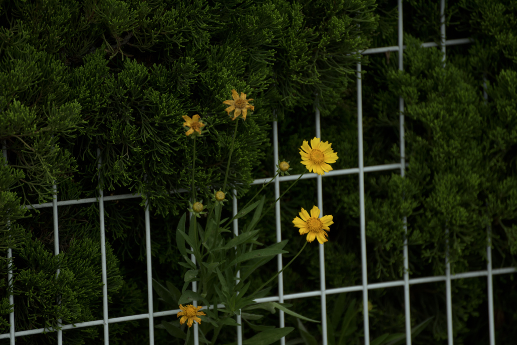 路頭花