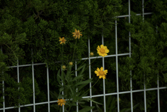 路頭花