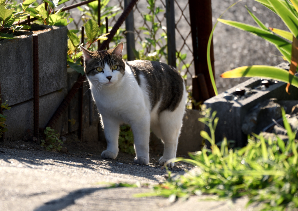 18年6月どこかのネコちゃん