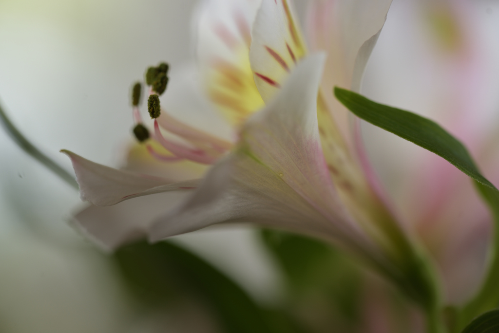 華やぎて 7 