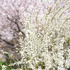 噴花の様