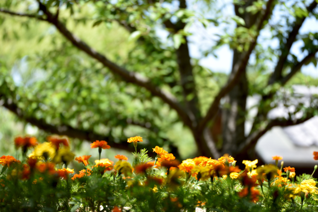 2019.6 花壇２