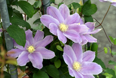 見事な薄紫花