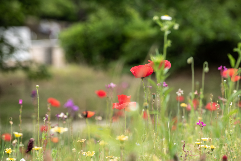 ルドンの花壇