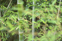 朴竹