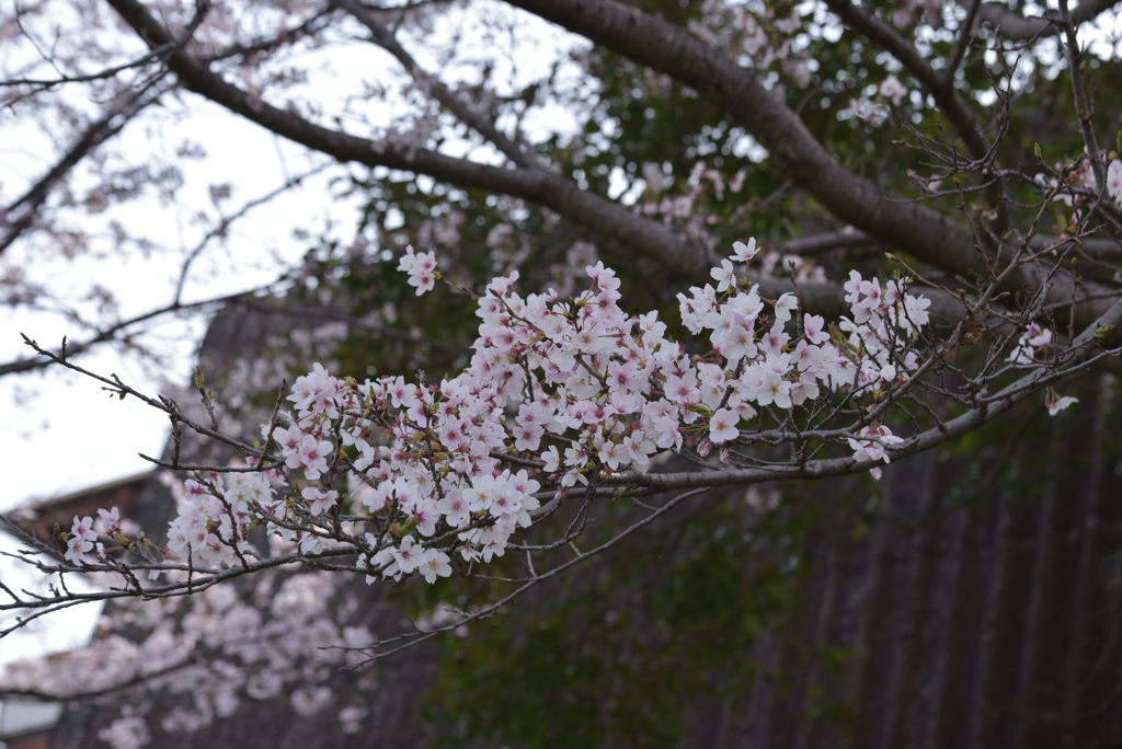桜三昧 1 