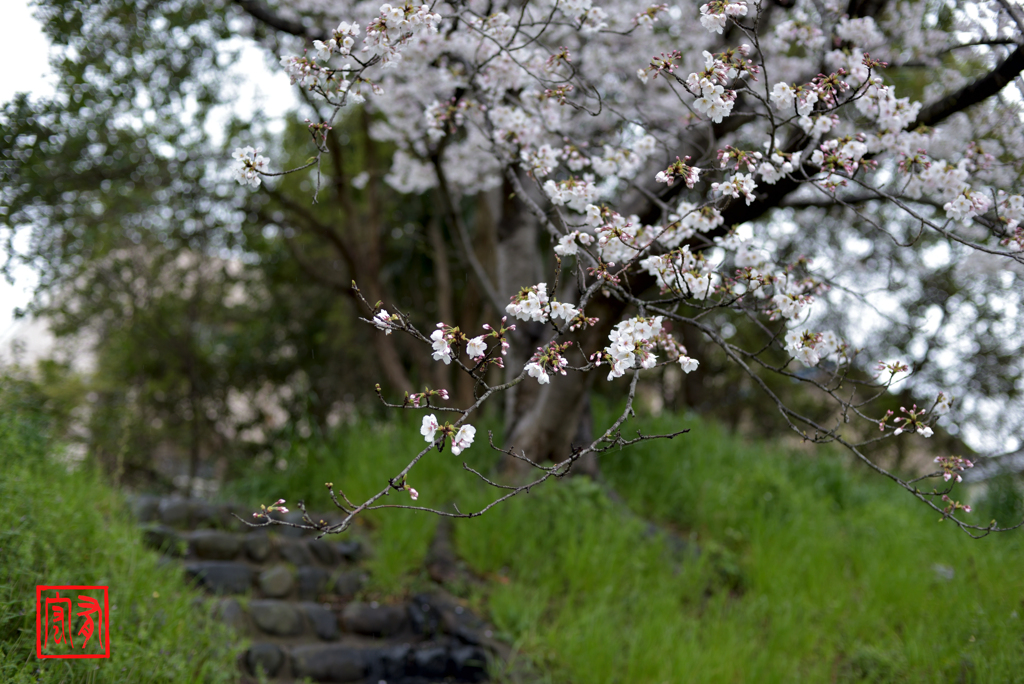 土手桜