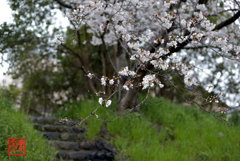 土手桜