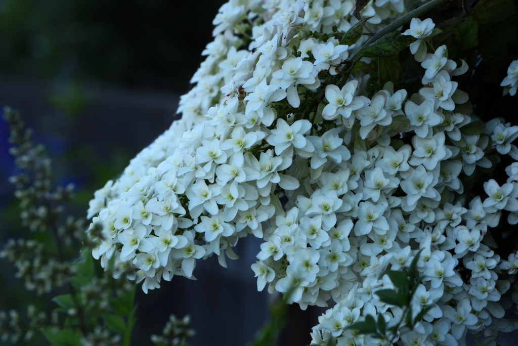 17年6月散歩道の花7