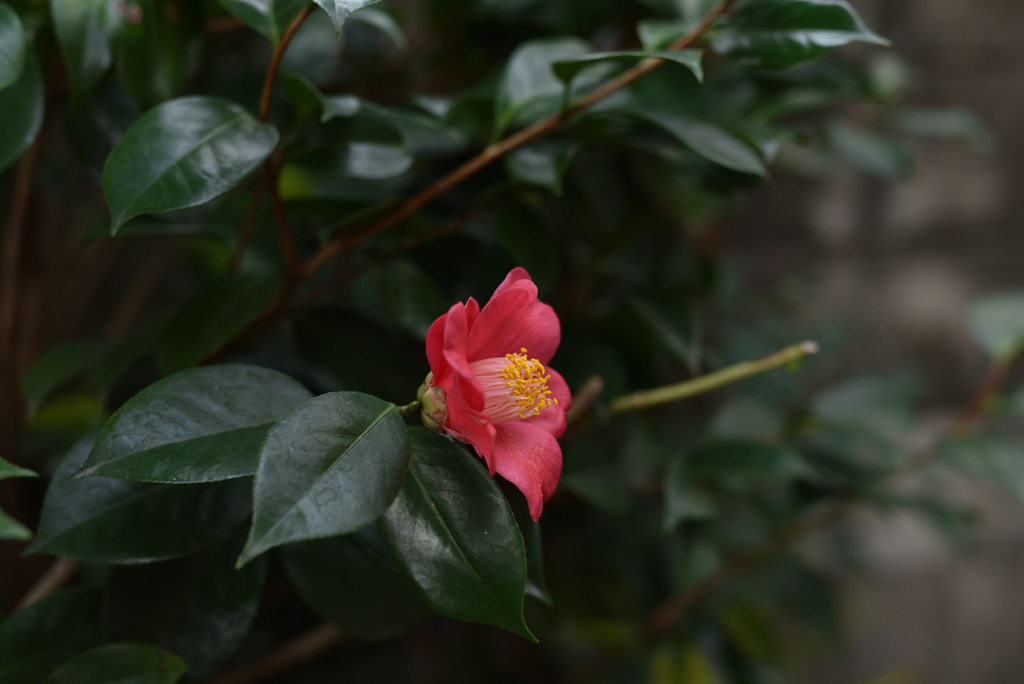 厚葉木の花