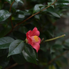 厚葉木の花