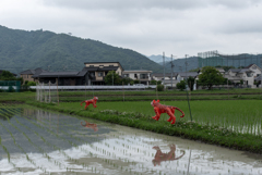 向き合う橙虎