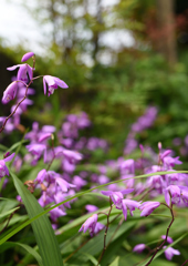 17年5月　庭の花