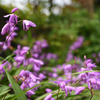 17年5月　庭の花