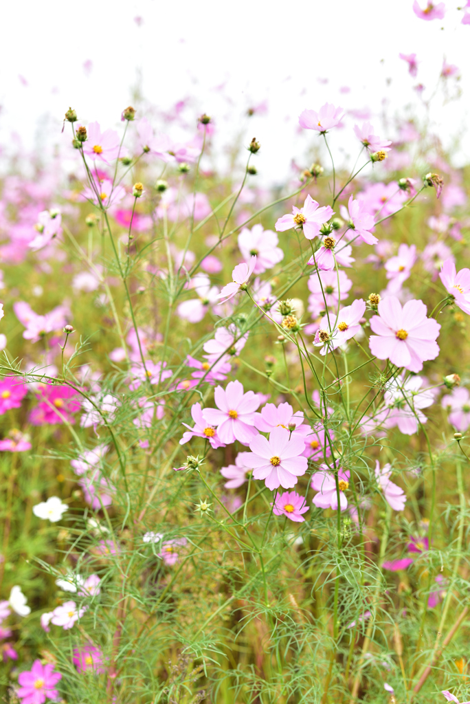 花めく宴