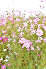 花めく宴