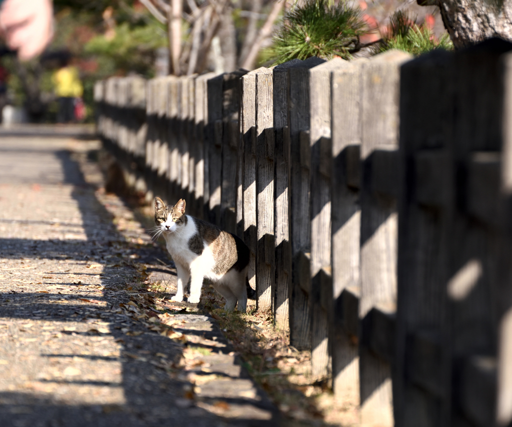 城猫