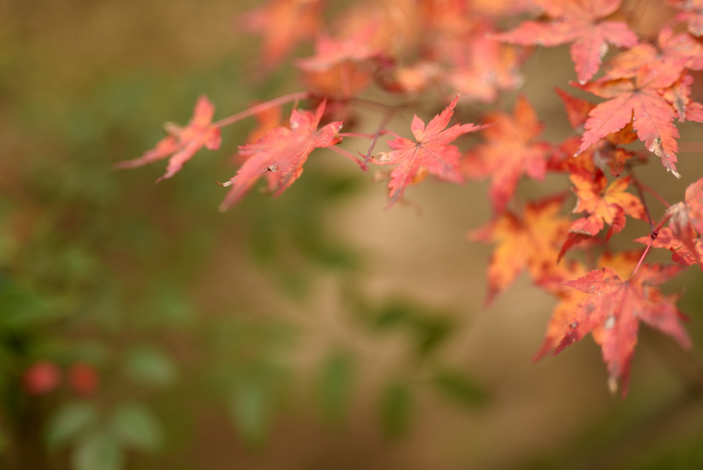 小さな紅葉 3