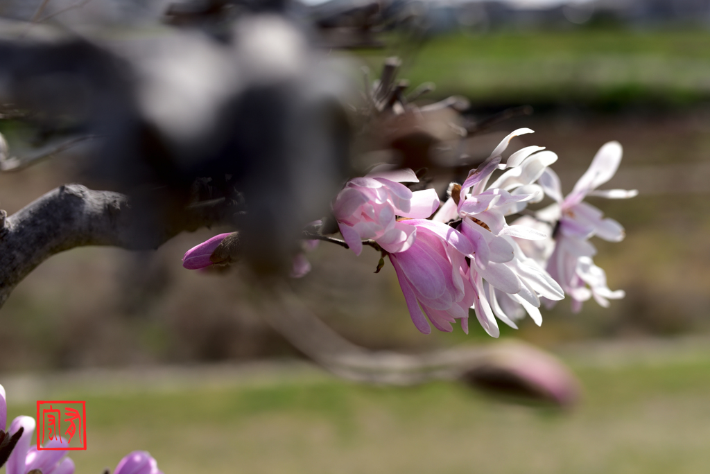 隈所かな