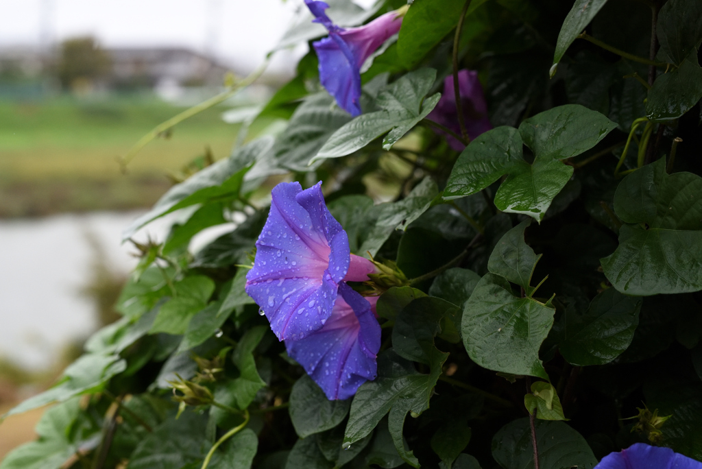 雨の後