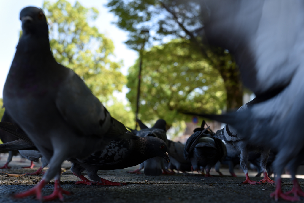 魂鳩３