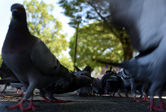 魂鳩３