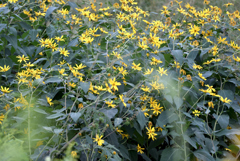 菊芋の花