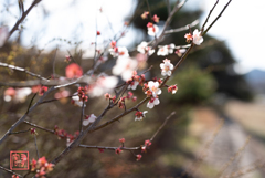 紅玉桜襲