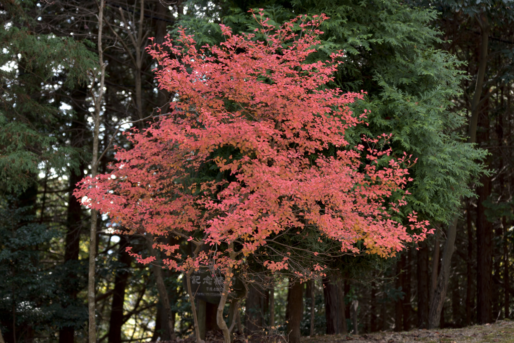 令和元年11月書写山 8