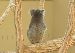 19年4月　コアラ２