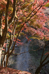 紅葉祭り 10