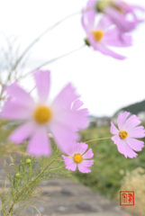 秋の桜(2021年) その弐