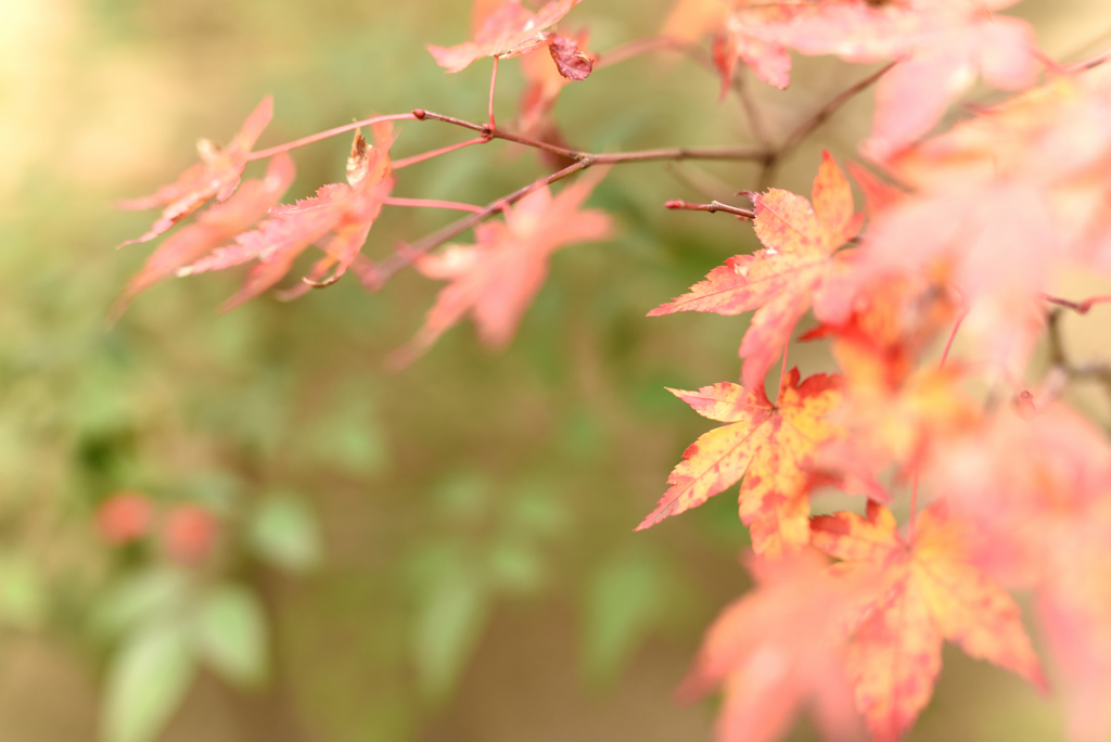 小さな紅葉 5
