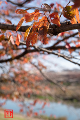 紅葉と秋の空