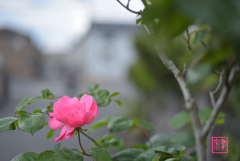 学び立つ洒落物