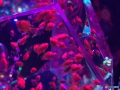 金魚の國