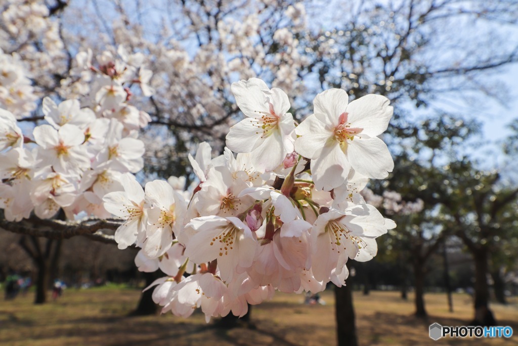 3月のサクラ