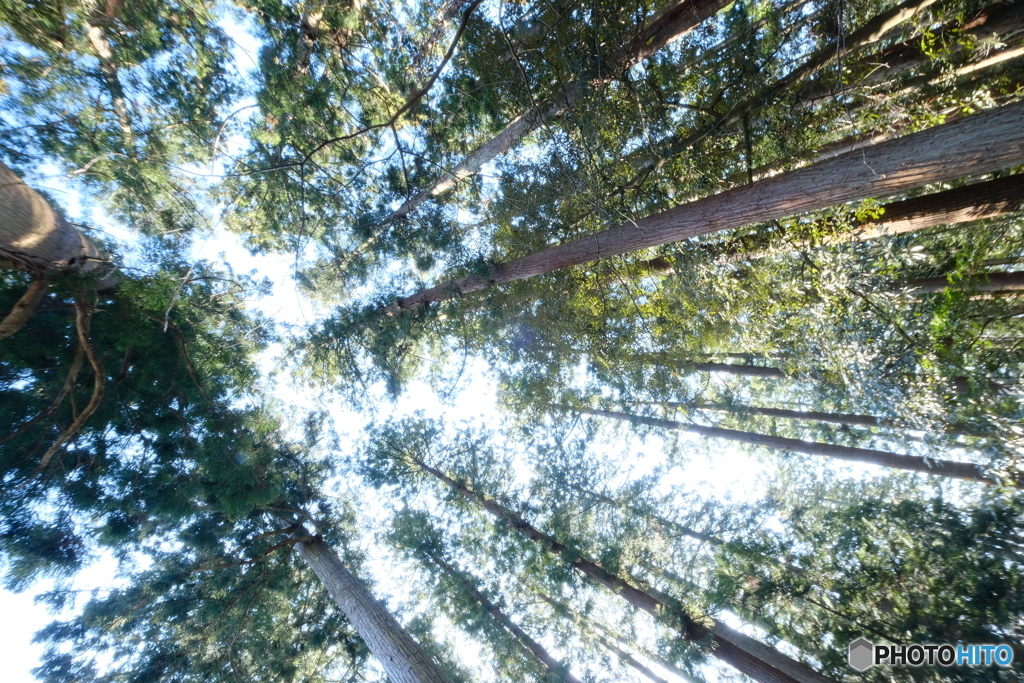 林の中の青空