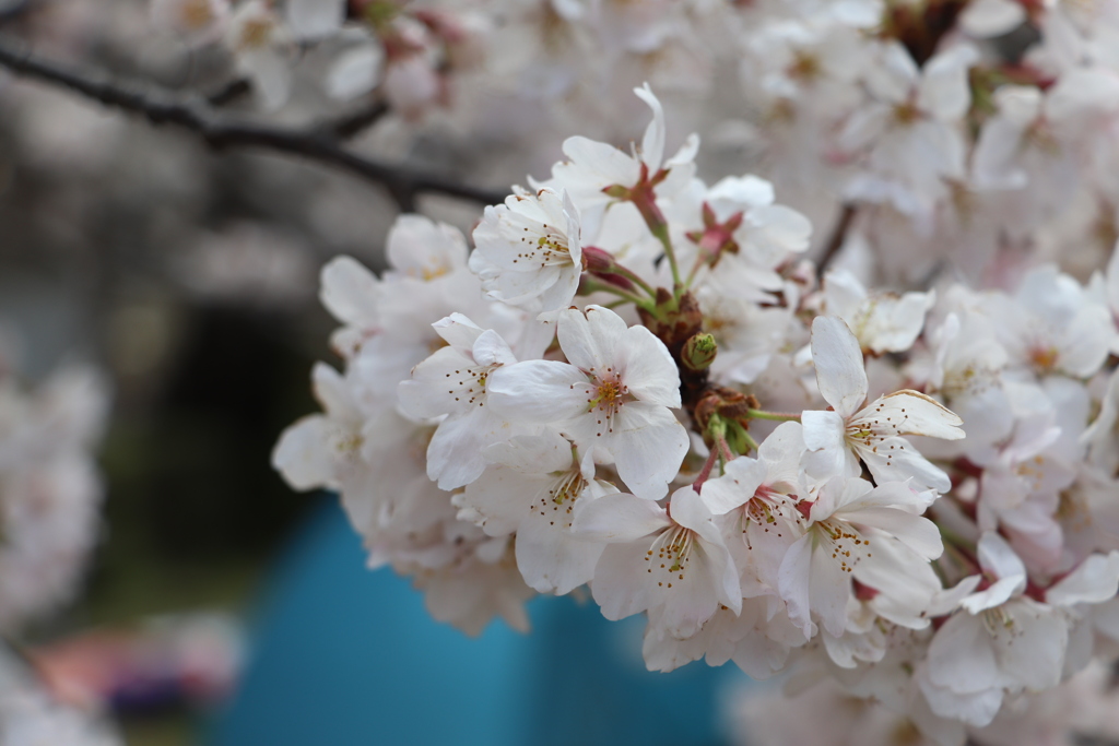 公園の桜